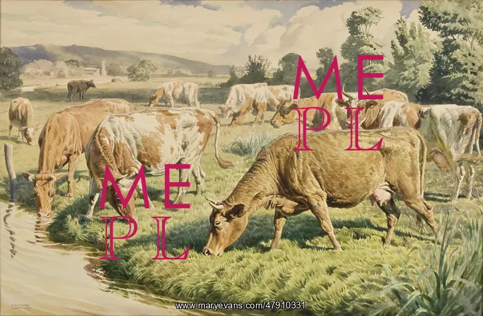 : Cows grazing near a stream : Cows grazing near a stream