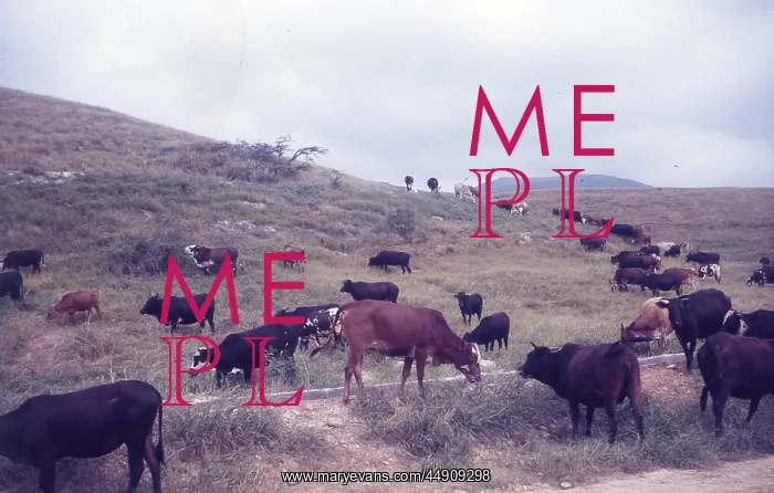  : Cows grazing in Salalah Oman