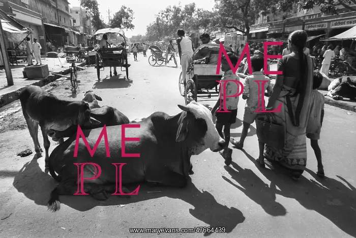 : Cows in Jaipur street, India : Cows in Jaipur street, India