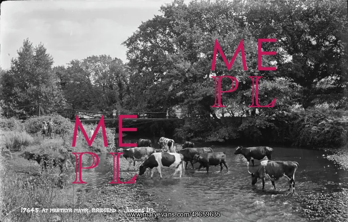: Cows at Merthyr Mayr, Bridgend : Cows at Merthyr Mayr, Bridgend