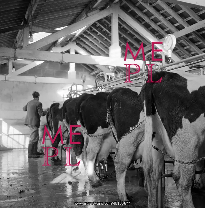 : Cows being milked : Cows being milked