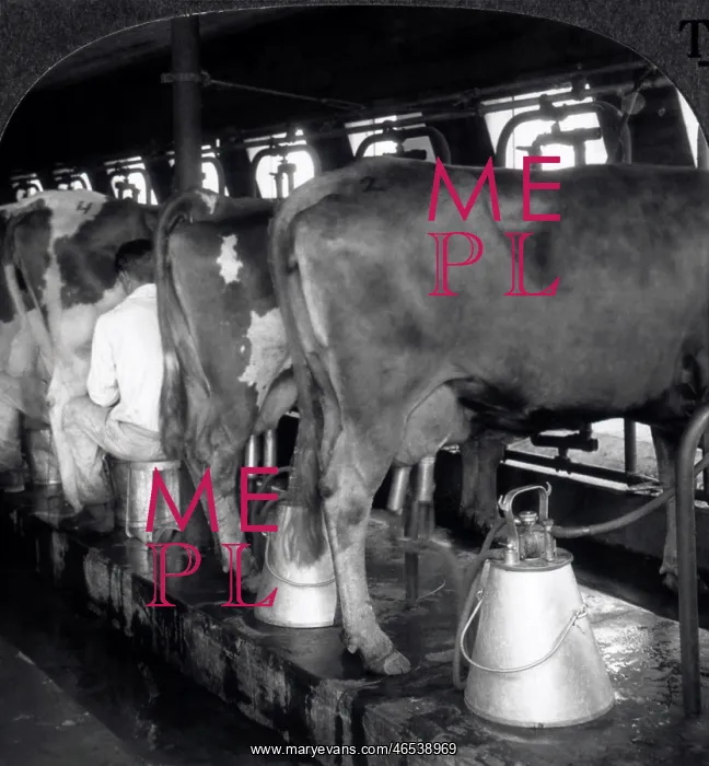 : Cows Being Milked in a Dairy