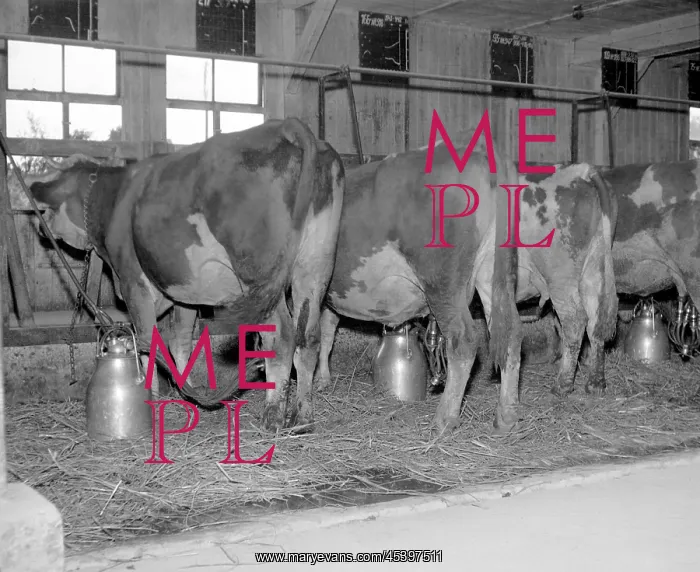 : Cows are milked by electric devices : Cows are milked by electric devices