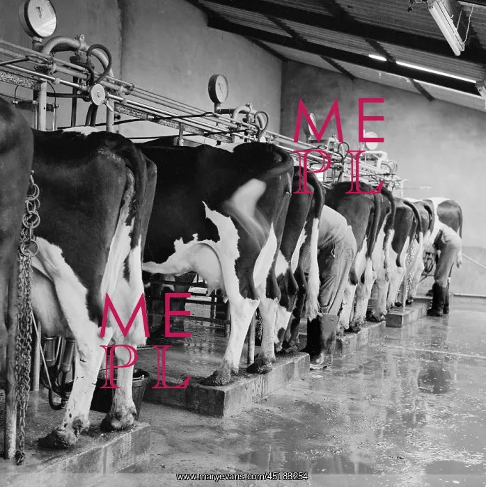 : Cows In A Milking Shed : Cows In A Milking Shed