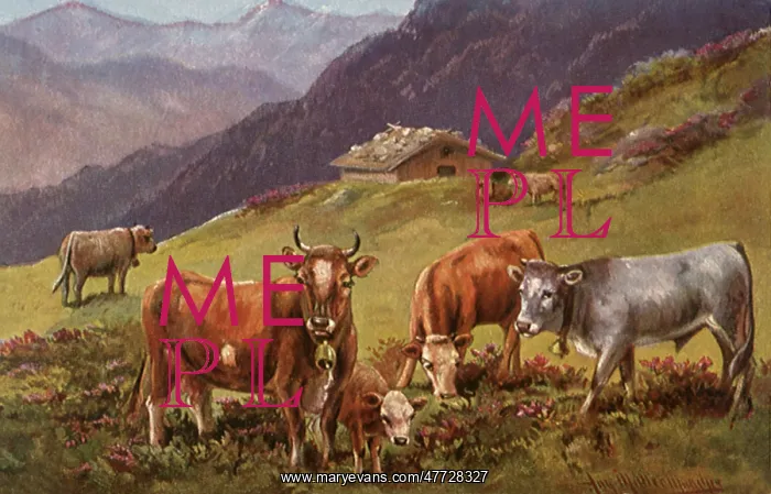  : Cows in the Mountains