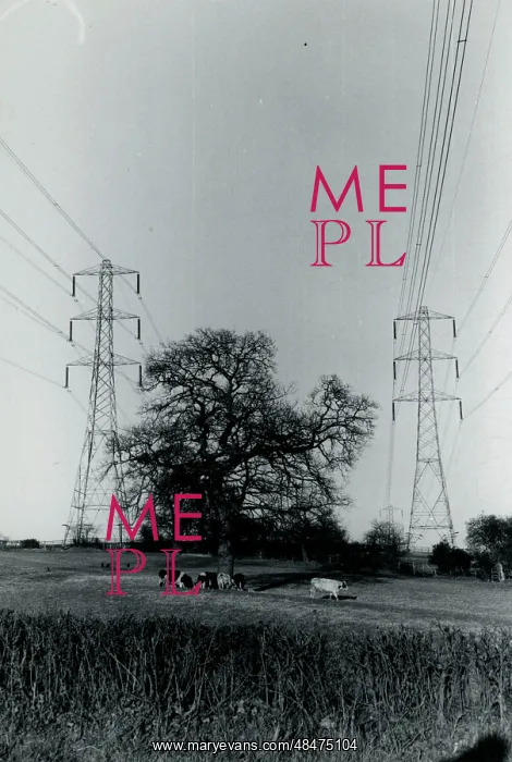 : Cows and Pylons, York Area, Yorkshire : Cows and Pylons, York Area, Yorkshire