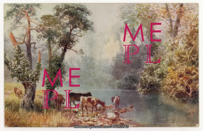 : COWS & RIVER SID : COWS & RIVER SID