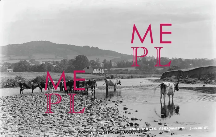 : Cows by the River Usk : Cows by the River Usk