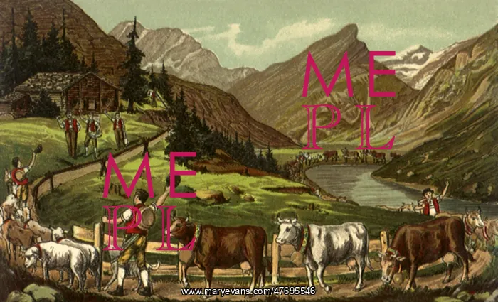  : Cows, Sheep, and View