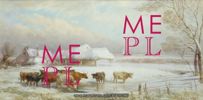 : Cows in the Snow : Cows in the Snow