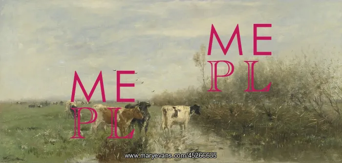 : Cows in a Soggy Meadow : Cows in a Soggy Meadow