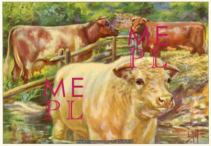  : Cows Stand by Fence