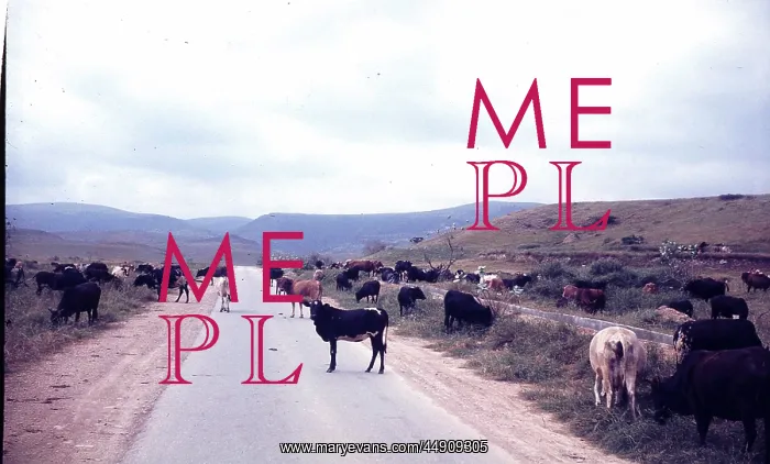 : Cows standing on the road in Salalah Oman : Cows standing on the road in Salalah Oman