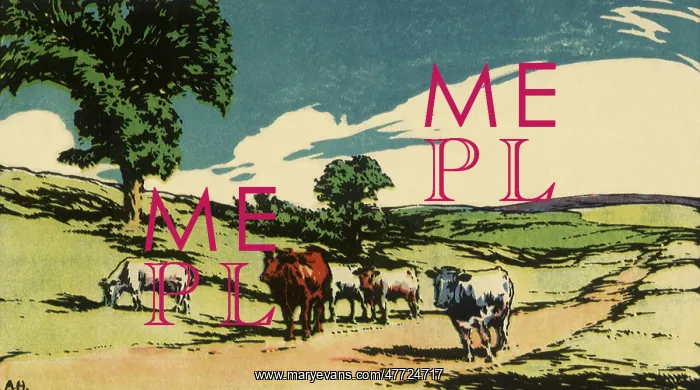 : Cows on a Sunny Day