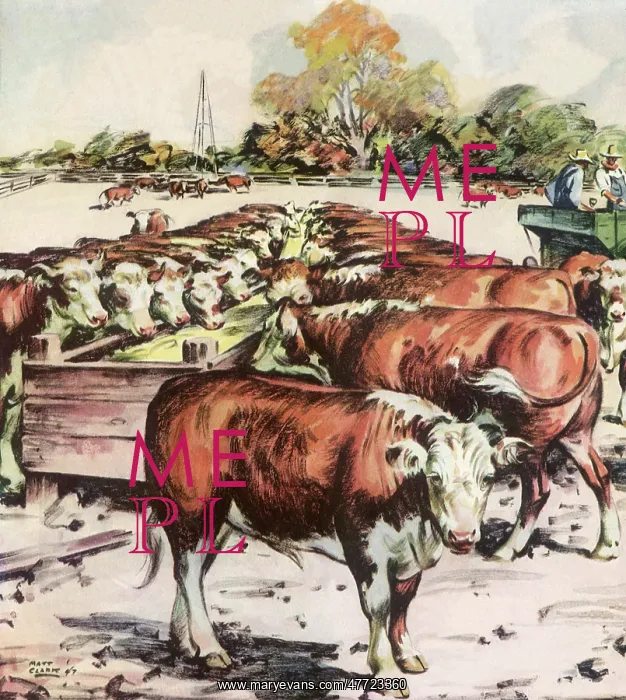  : Cows at the Trough