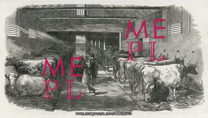 : COWSHED, 1853 : COWSHED, 1853