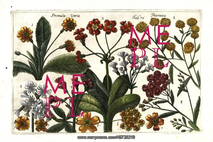 : Cowslip and pellitory : Cowslip and pellitory