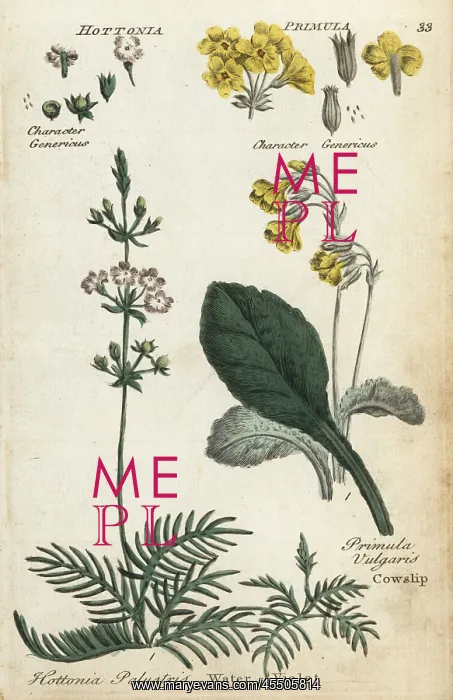 : Cowslip or primrose and water violet : Cowslip or primrose and water violet