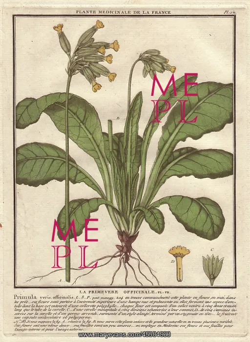: Cowslip, Primula veris : Cowslip, Primula veris
