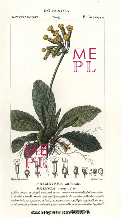 : Cowslip, Primula veris : Cowslip, Primula veris