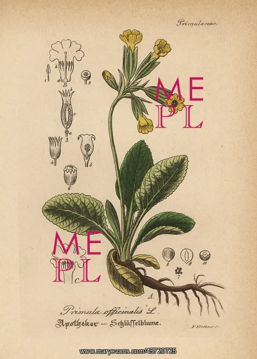 : Cowslip, Primula veris : Cowslip, Primula veris