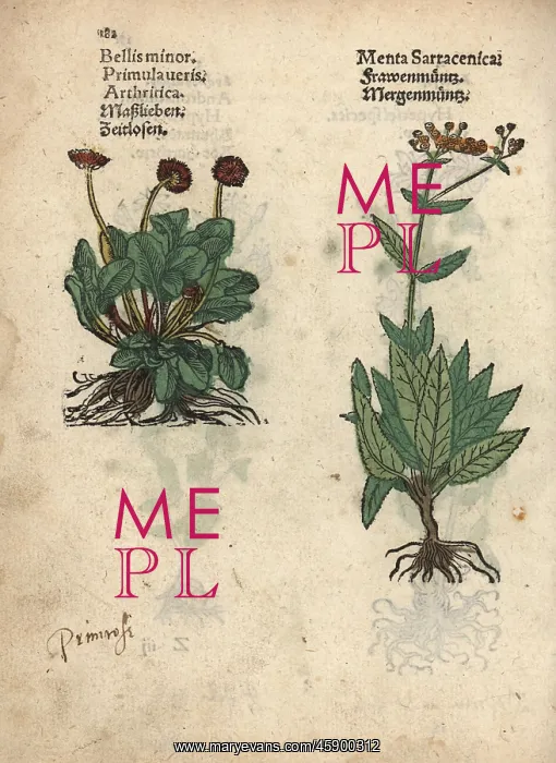 : Cowslip, Primula veris and balsam herb, Tanacetum balsamita : Cowslip, Primula veris and balsam herb, Tanacetum balsamita
