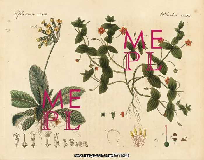 : Cowslip, Primula veris, and scarlet pimpernel : Cowslip, Primula veris, and scarlet pimpernel
