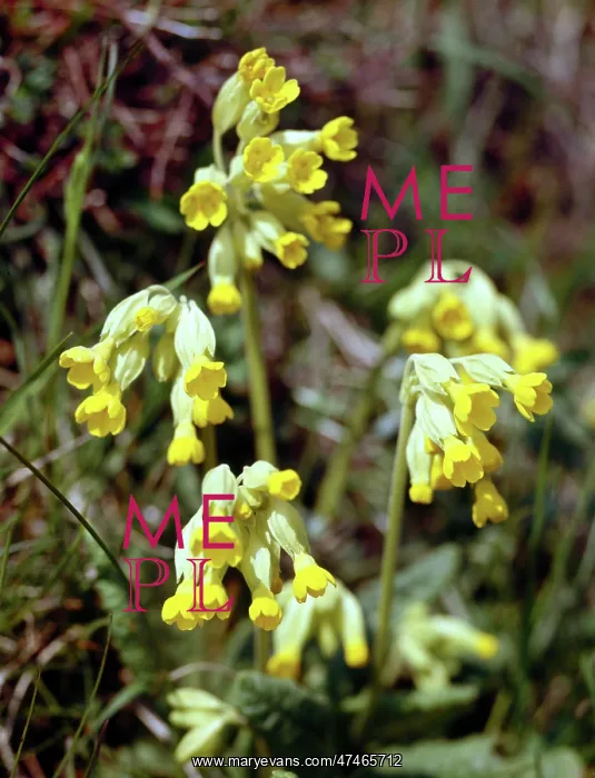  : Cowslips