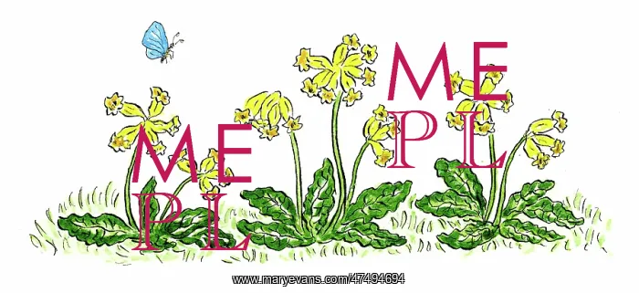  : Cowslips with blue butterfly