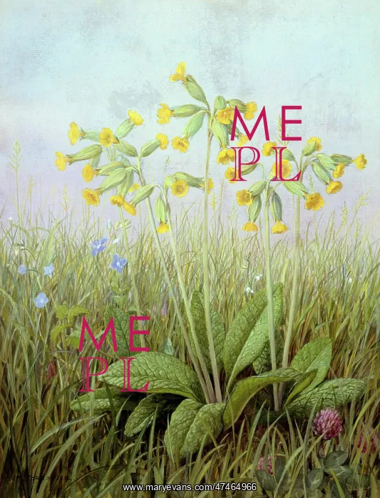  : Cowslips ? with grass, forget-me-nots and clover