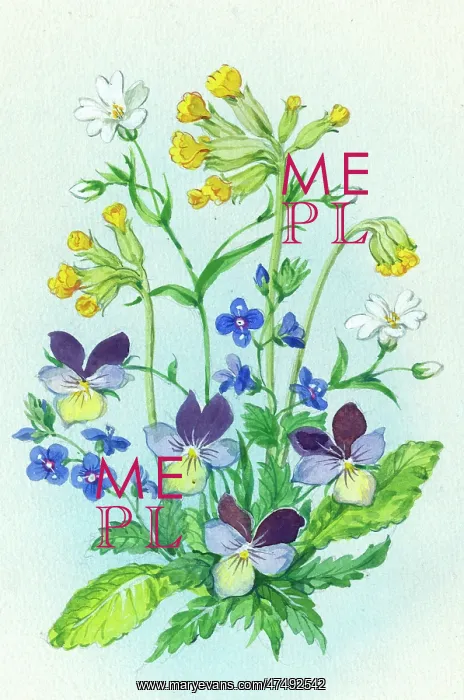  : Cowslips, stitchwort, speedwell and pansies