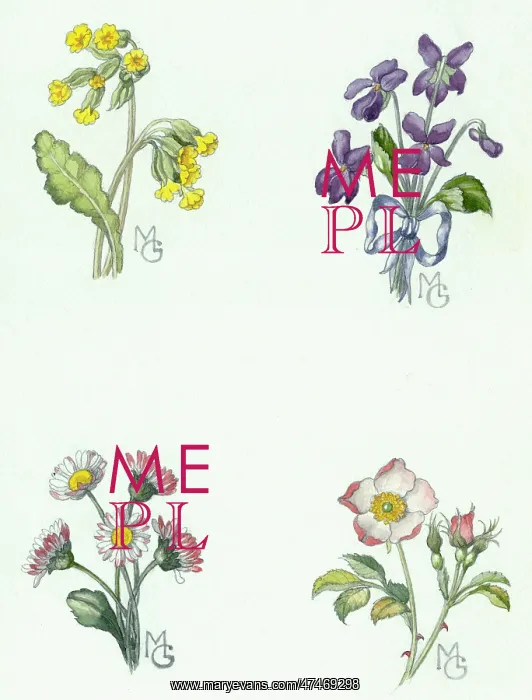 : Cowslips, Violets, Daisies and Wild Rose : Cowslips, Violets, Daisies and Wild Rose