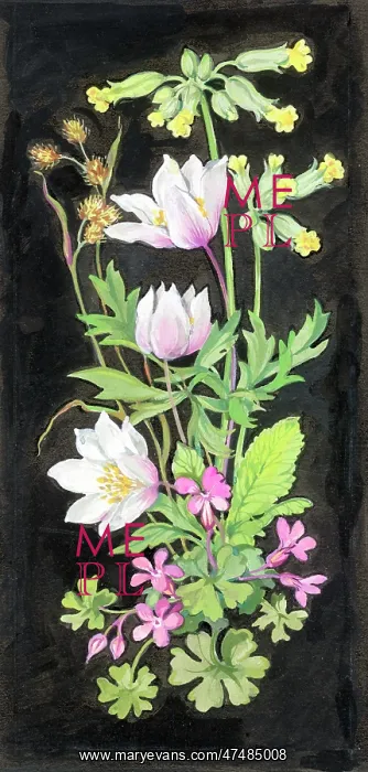  : Cowslips, windflowers and cranesbill on a black background
