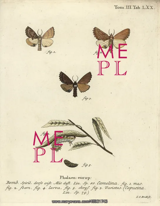: Coxcomb prominent, Ptilodon capucinus : Coxcomb prominent, Ptilodon capucinus