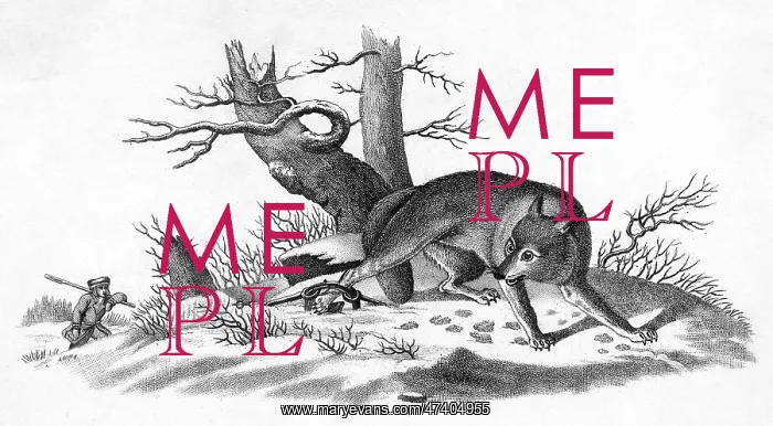 : COYOTE. The Prairie Wolf - with one leg caught in a trap