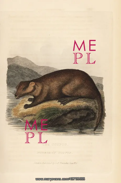 : Coypu, Myocastor coypu