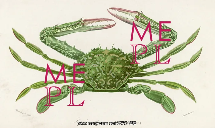  : CRAB 1849. Lupa pelagica