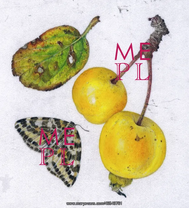 : Crab apple Butterball and magpie moth : Crab apple Butterball and magpie moth