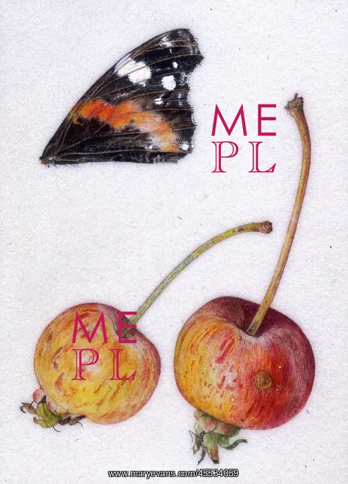 : Crab apple Everest and Red Admiral wing : Crab apple Everest and Red Admiral wing