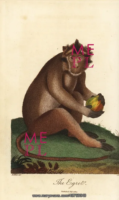 : Crab-eating macaque, Macaca fascicularis : Crab-eating macaque, Macaca fascicularis