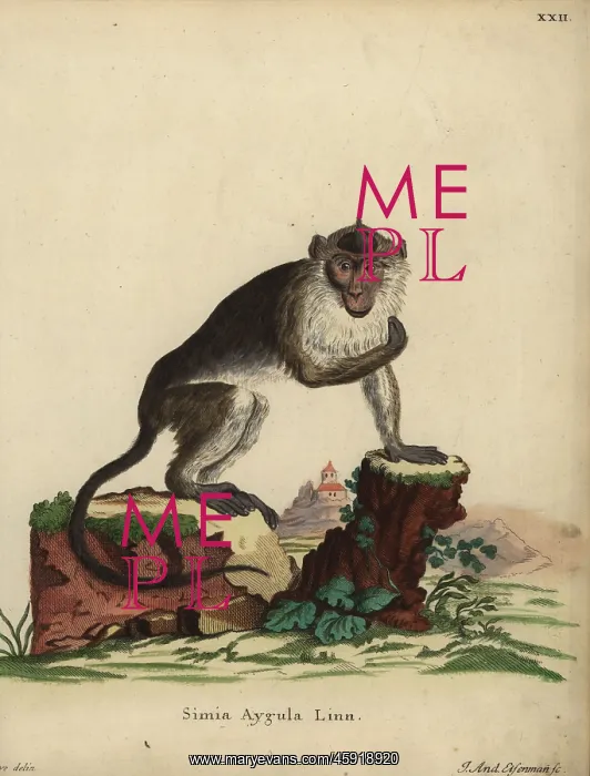 : Crab-eating macaque, Macaca fascicularis : Crab-eating macaque, Macaca fascicularis