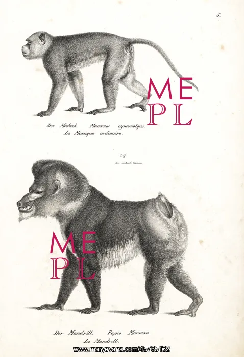 : Crab-eating macaque and mandrill : Crab-eating macaque and mandrill