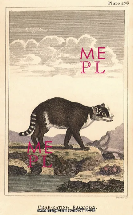  : Crab-Eating Raccoon