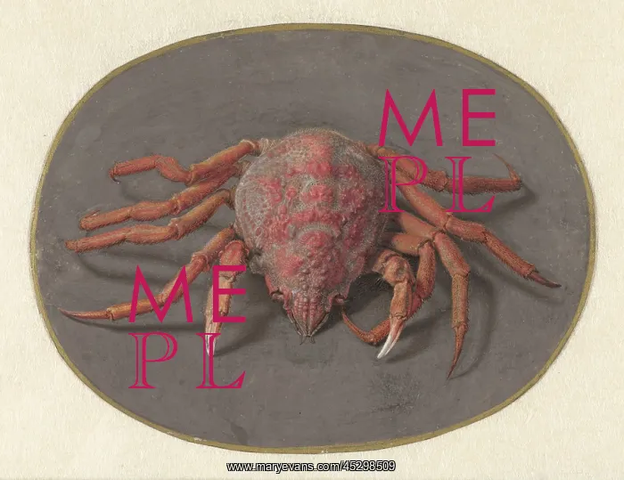 : Crab, by Jan Augustin van der Goes : Crab, by Jan Augustin van der Goes