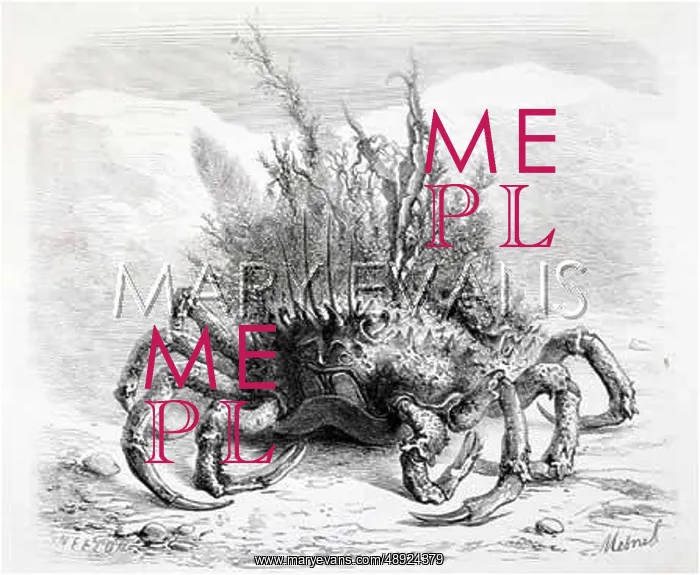: CRAB WITH PLANTS ON BACK : CRAB WITH PLANTS ON BACK