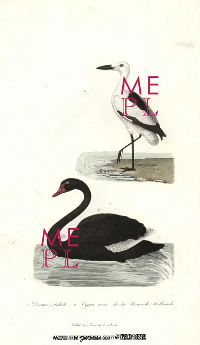 : Crab plover, Dromas ardeola, and black swan, Cygnus atratus : Crab plover, Dromas ardeola, and black swan, Cygnus atratus