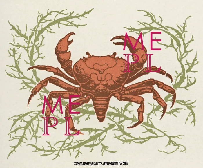 : Crab and seaweed : Crab and seaweed