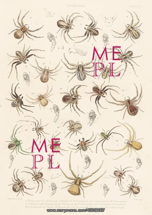 : Crab spiders : Crab spiders