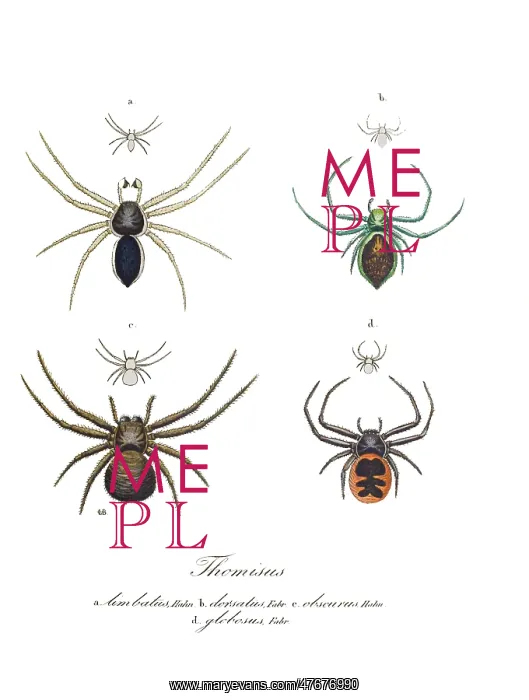 : Crab Spiders : Crab Spiders