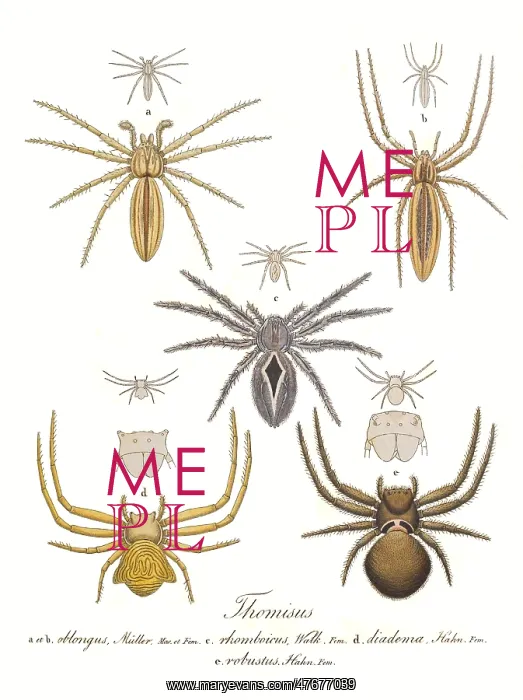 : Crab Spiders : Crab Spiders